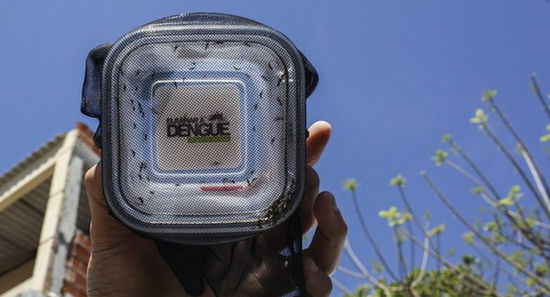 巴西释放近万只