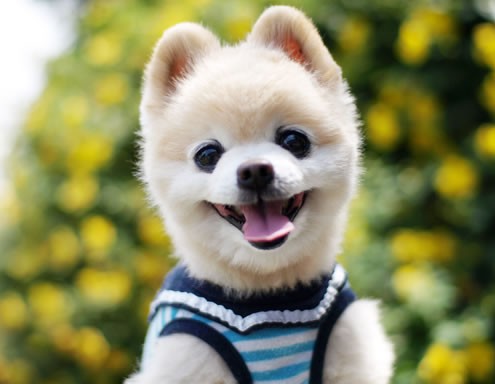 其实，最好不要与你的爱宠一起睡