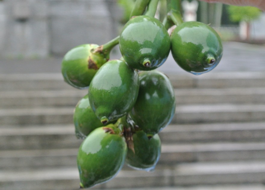 少年们，不要再嚼槟榔了