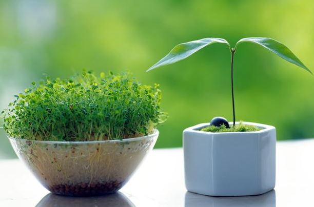 绿色盆栽功能如此强大？