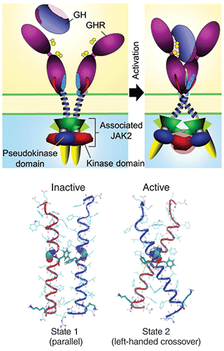 Science:生长激素受体，也是癌症和糖尿病的治疗靶标