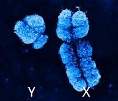 Y染色体:防御癌症和其他疾病的