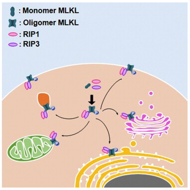  Molecular Cell：王晓东等揭示发现细胞程序性坏死的分子机制