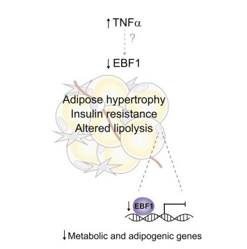 Cell Metabolism：促使人类不健康脂肪组织产生的基因