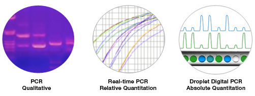 digital-pcr-enables-absolute-quantification-of-target-sequences.jpg