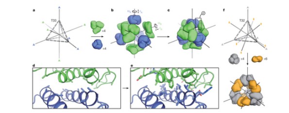 Nature:多组分蛋白的定制