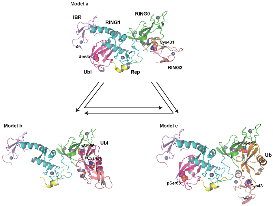 Nature:磷酸化的泛素是“泊蛋白”的一个活化因子