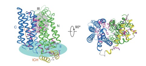 Nature:人的GLUT1葡萄糖运输载体的结构被揭示