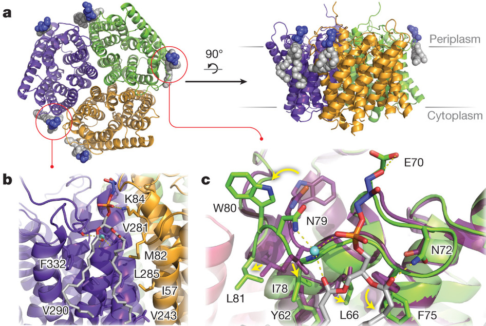 Nature:脂质怎样影响复杂膜结构？