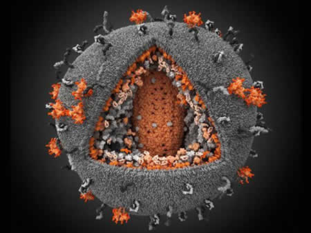 eLife：HIV可对人类基因组进行切割和粘贴