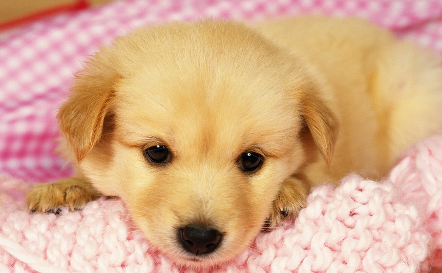 亲吻宠物狗会引起一系列传染病