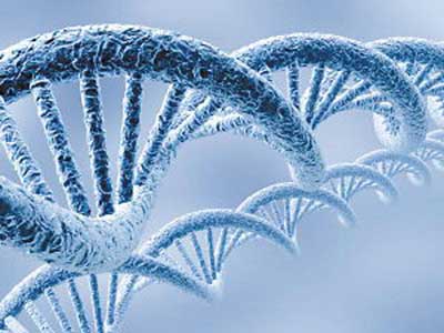 Nature:DNA“双链断裂”的控制过程被发现