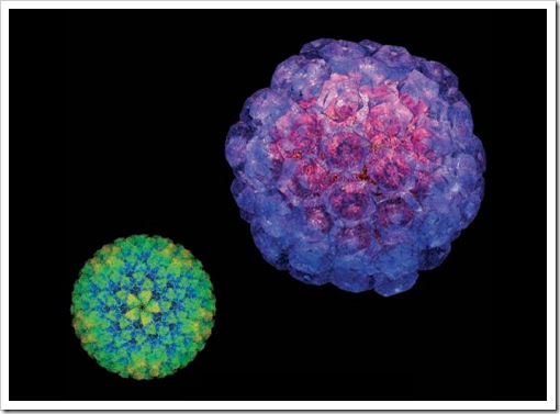 全新RNA病毒被我国科学家发现