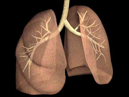 德国成功开发人工肺癌实验模型