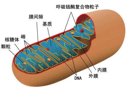 Cell：新技术可阻断线粒体病的遗传