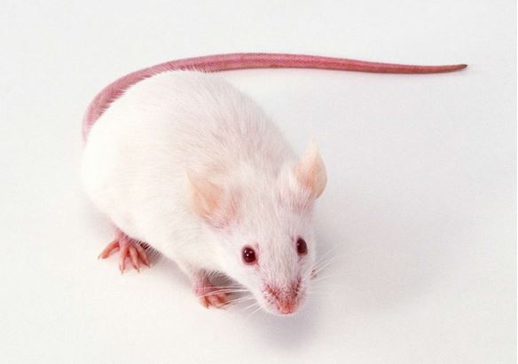 冷冻睾丸组织培育出成活小鼠 或成为保存生育的新方法