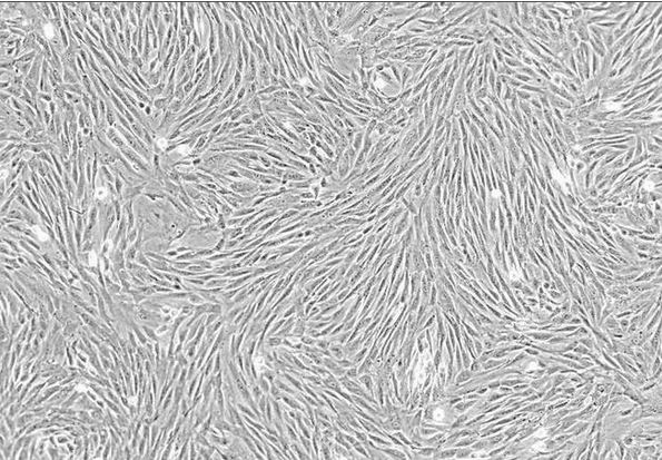 PNAS：新型技术改善干细胞疗法