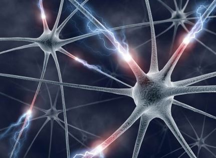 策略性行为与基因有关