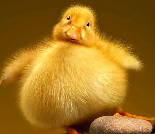 Cell：胖子的健康“密码”