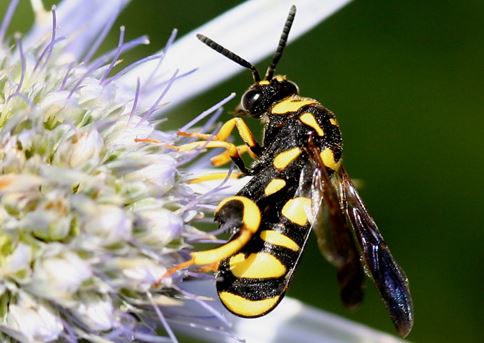 黄蜂毒液显示治疗乳腺癌的潜力