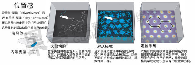 大脑的内置GPS 决定你有没有方向感.jpg