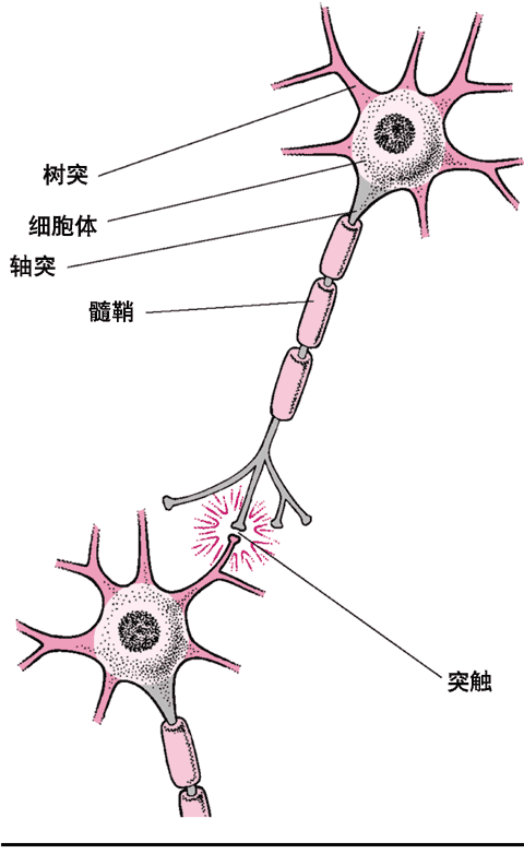 神经细胞典型结构