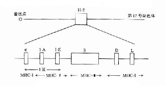 小鼠H-2复合体结构示意图