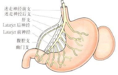 胃的外来神经支配是自主的.副交感神经系统通过迷走神经(图1.