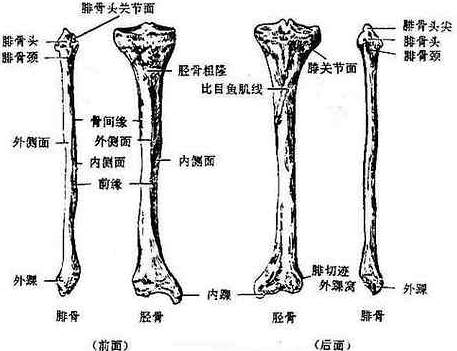 胫骨和腓骨的位置图片大全