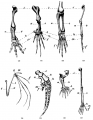 Arm skeleton comparative NF 0102.5-2.png