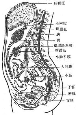 人体解剖学/腹膜与脏器的关系