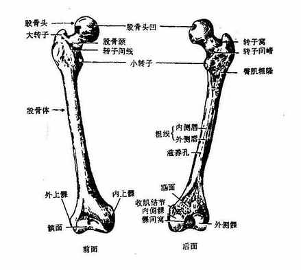 上端朝向内上方,其末端膨大呈球形,叫股骨头,与髋臼相关节