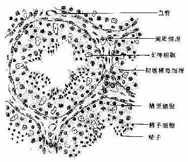 睾丸间质细胞图片
