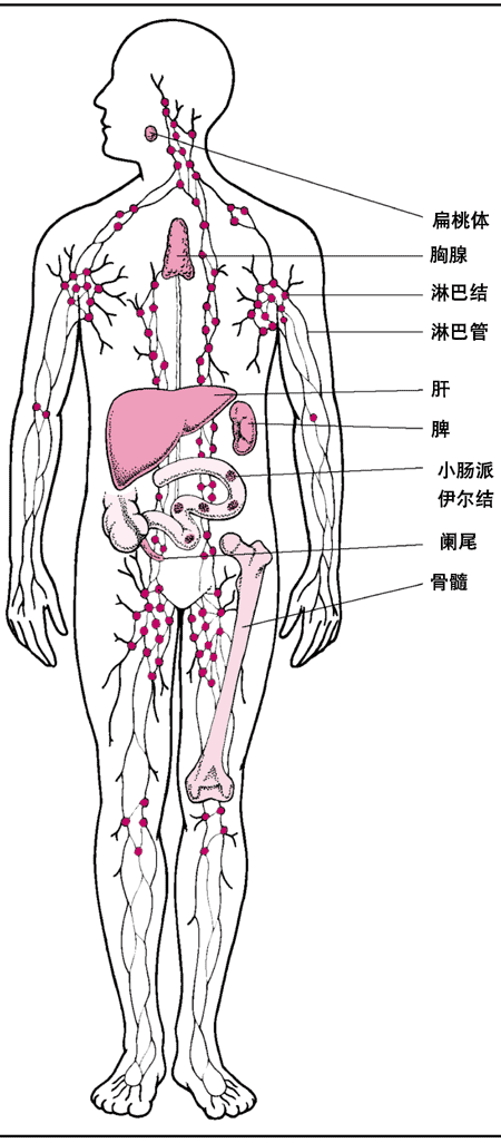 淋巴结人体的分布图图片