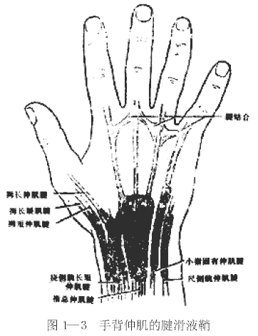 手背结构图片