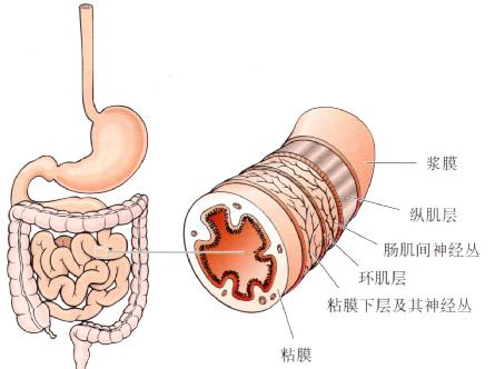 小肠的结构示意图图片