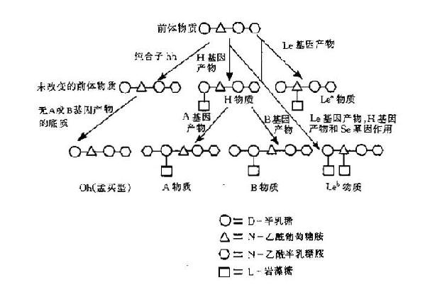 基础检验学abo血型系统