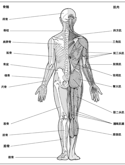 身体背部结构图解图片