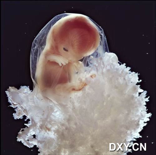 胎儿发育阶段