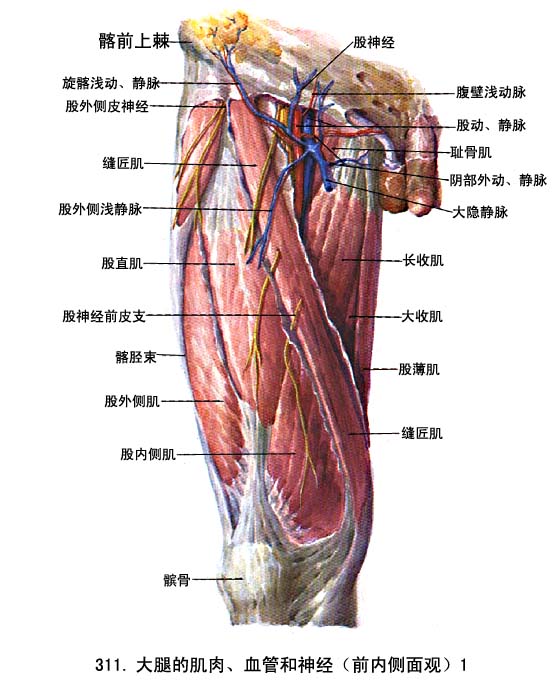 大腿肌肉图示图片