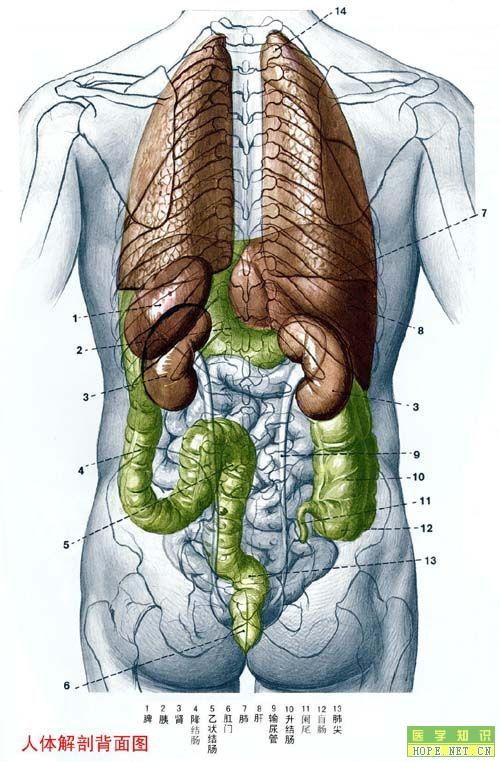 人体解剖背面图