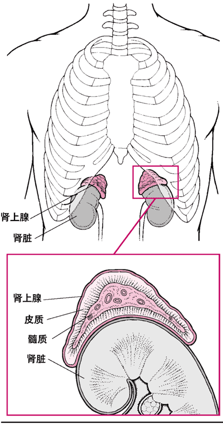 肾上腺的准确位置图图片