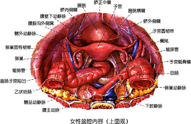 卵巢侧面图图片