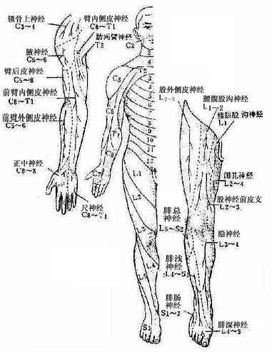 周围型（神经干型）及节段型感觉分布（腹面）