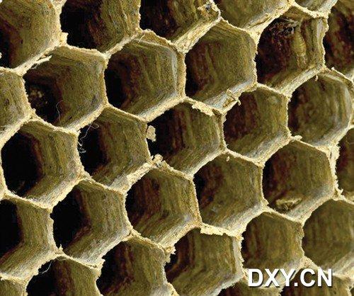 显微镜下一万倍细胞壁上的结构 犹如蜂巢一般