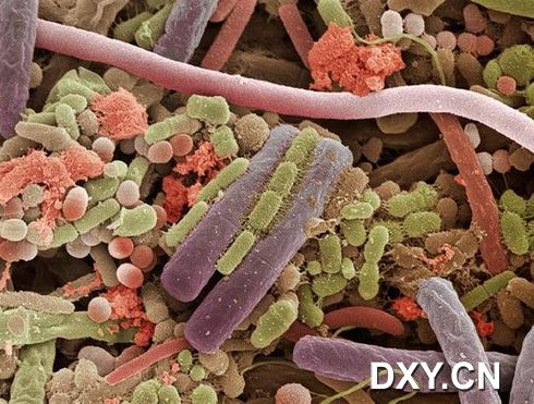 人类舌头表面的细菌