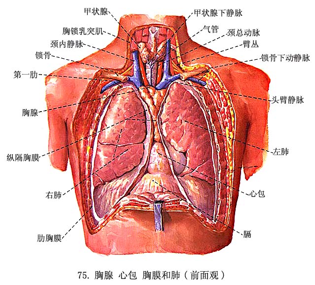 胸腔图示图片