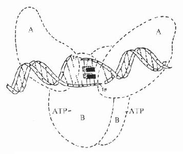 喹诺酮类药物-DNA结合抑制DNA螺旋酶活性的示意图