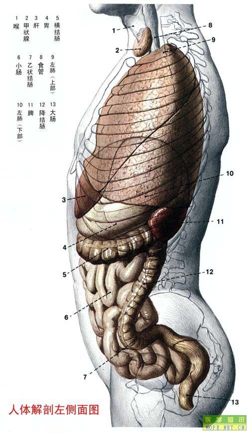 人体解剖左侧面图