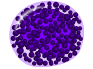 Basophilic metamyelocyte.png
